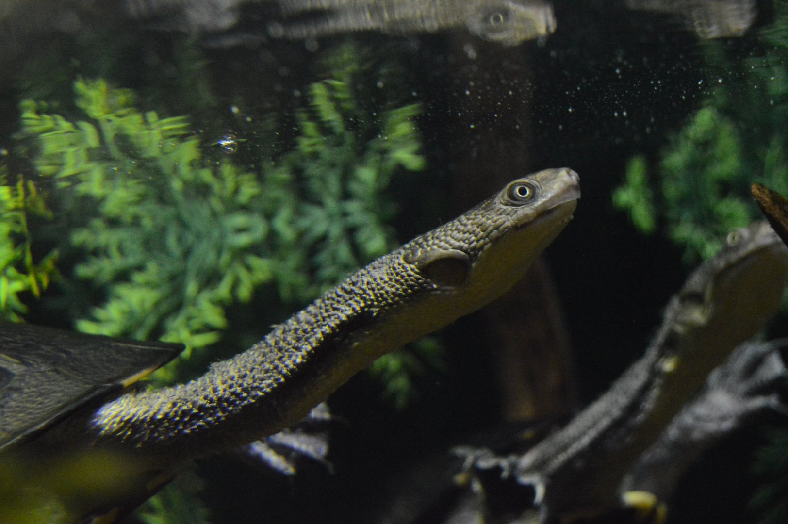 Piranha Falls - Eastern Snake-necked Turtle (Chelodina longicollis)