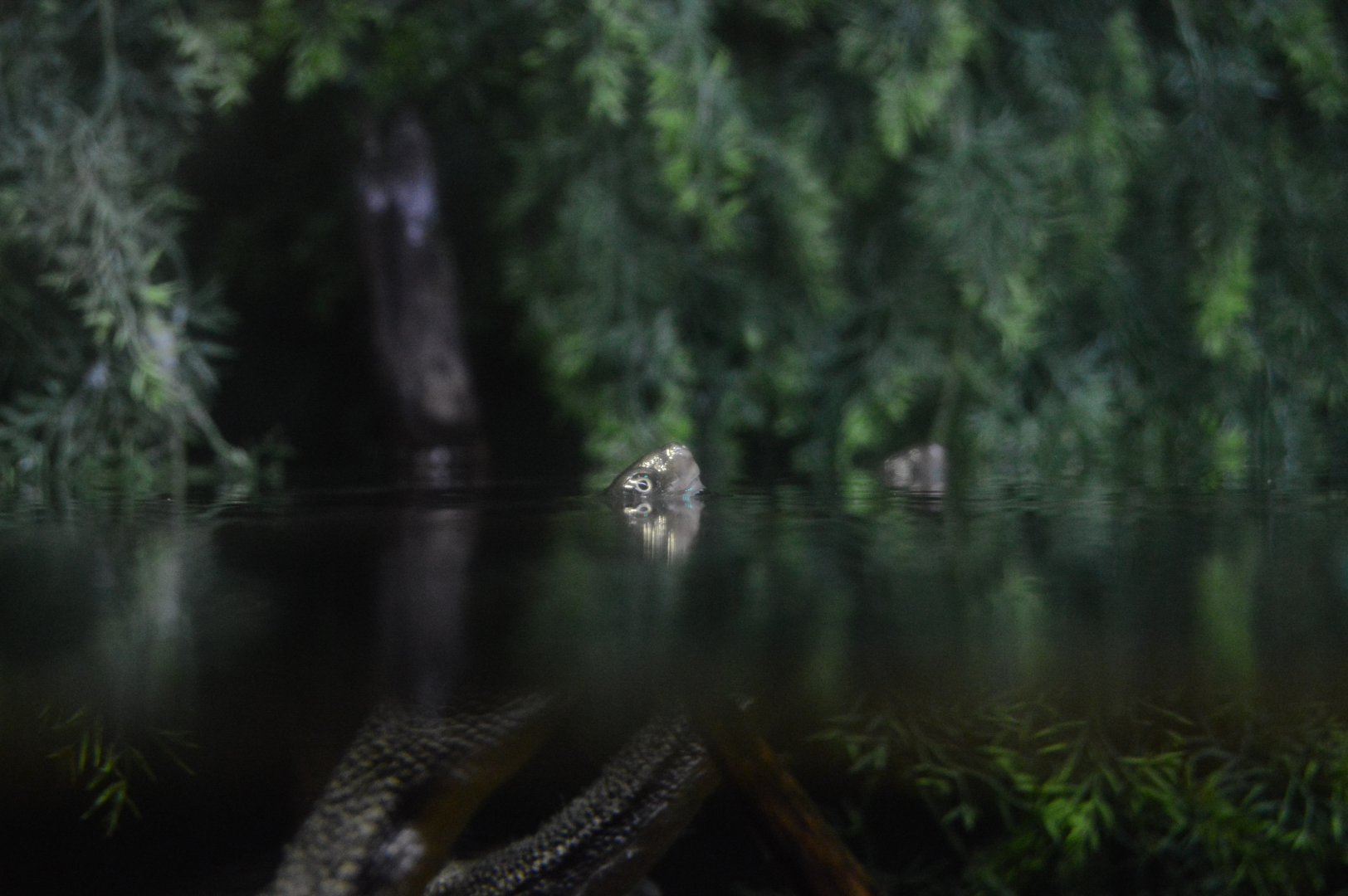 Piranha Falls - Eastern Snake-necked Turtle (Chelodina longicollis)