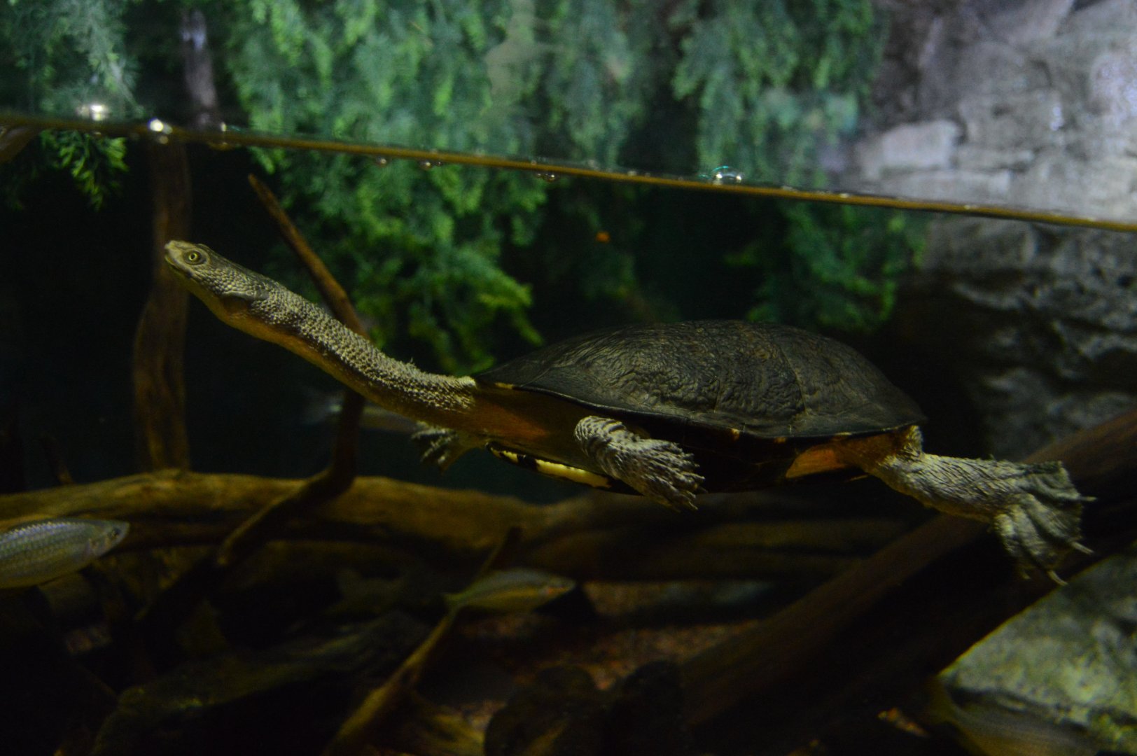 Piranha Falls - Eastern Snake-necked Turtle (Chelodina longicollis)