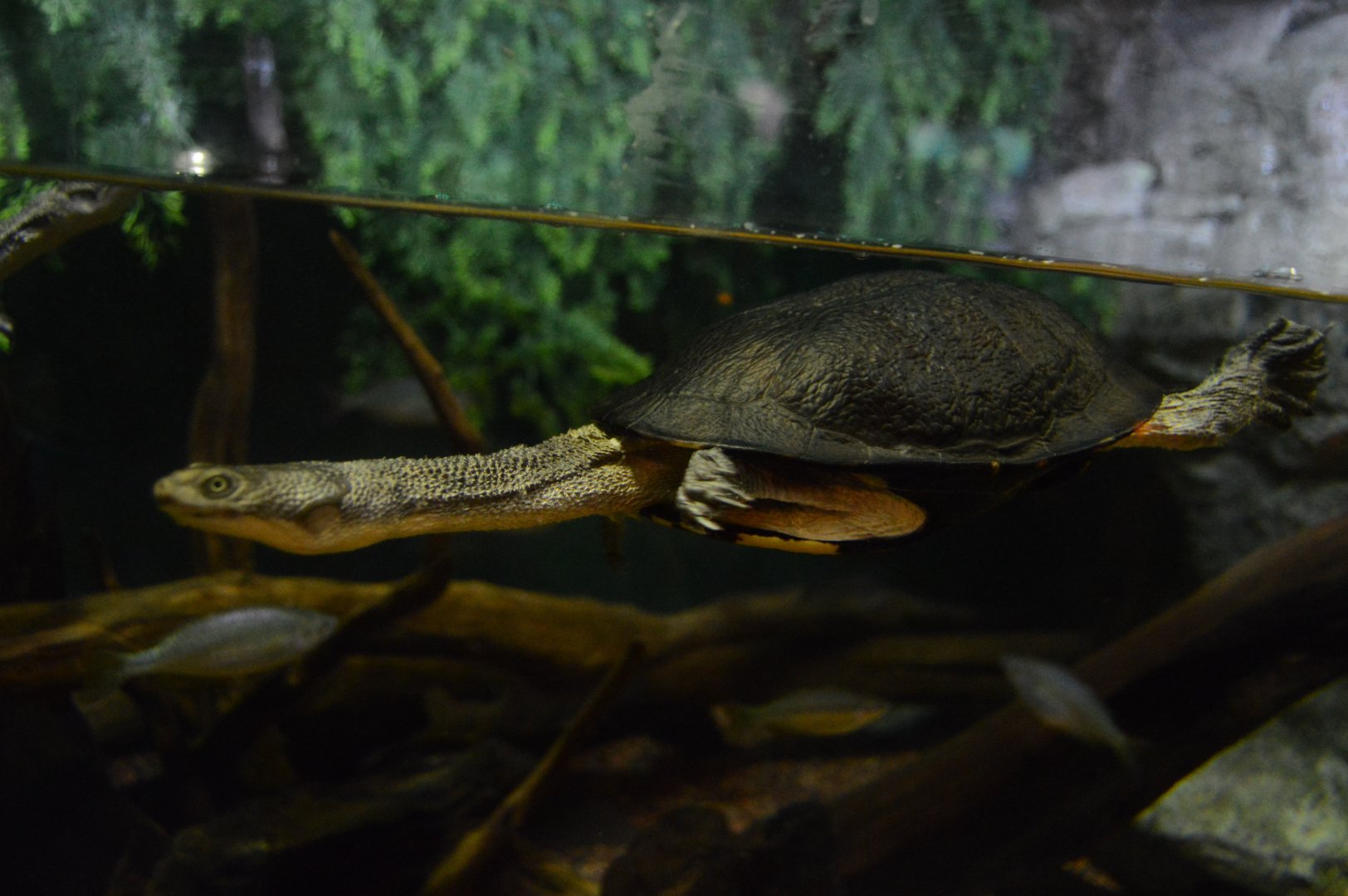 Piranha Falls - Eastern Snake-necked Turtle (Chelodina longicollis)
