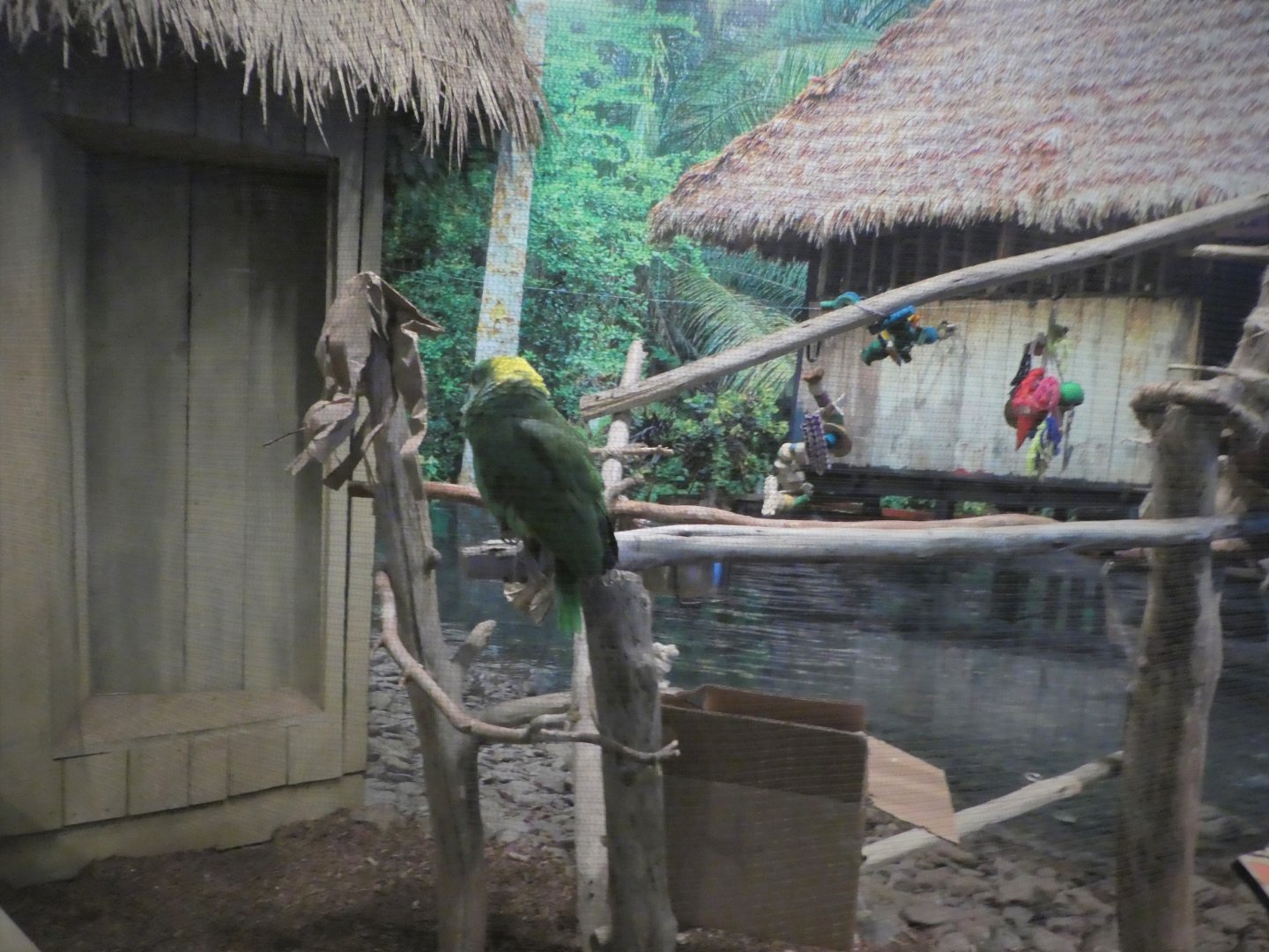 Piranha Falls - Rotational Exhibit