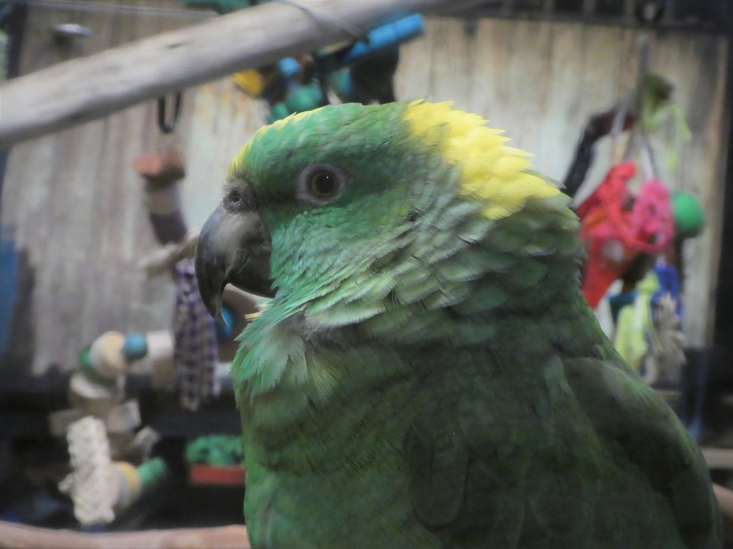Piranha Falls - Yellow-crowned Amazon