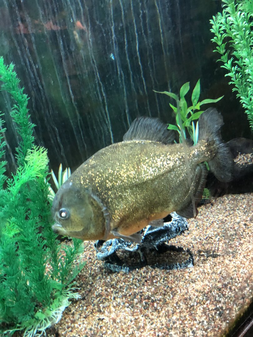 Piranha | | Henry Vilas Zoo