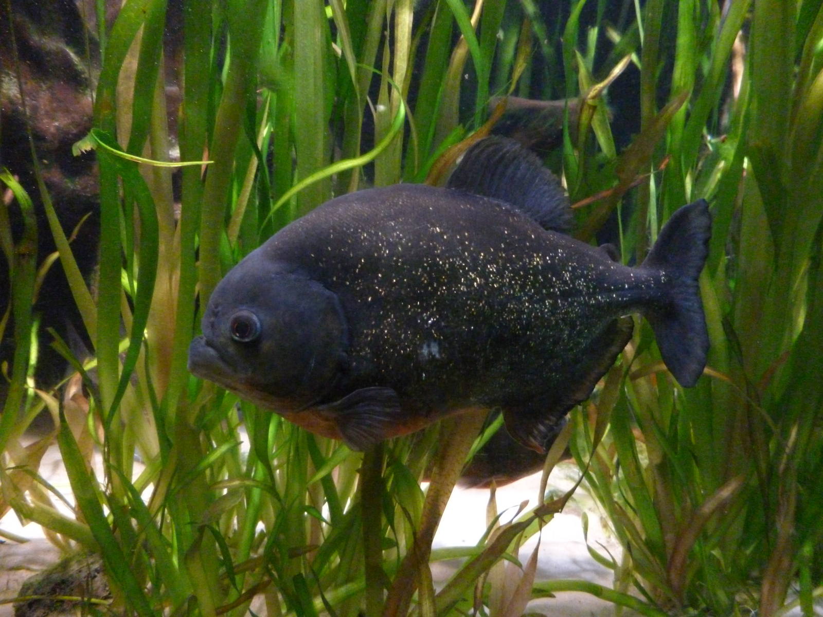 Piranha in the Clore