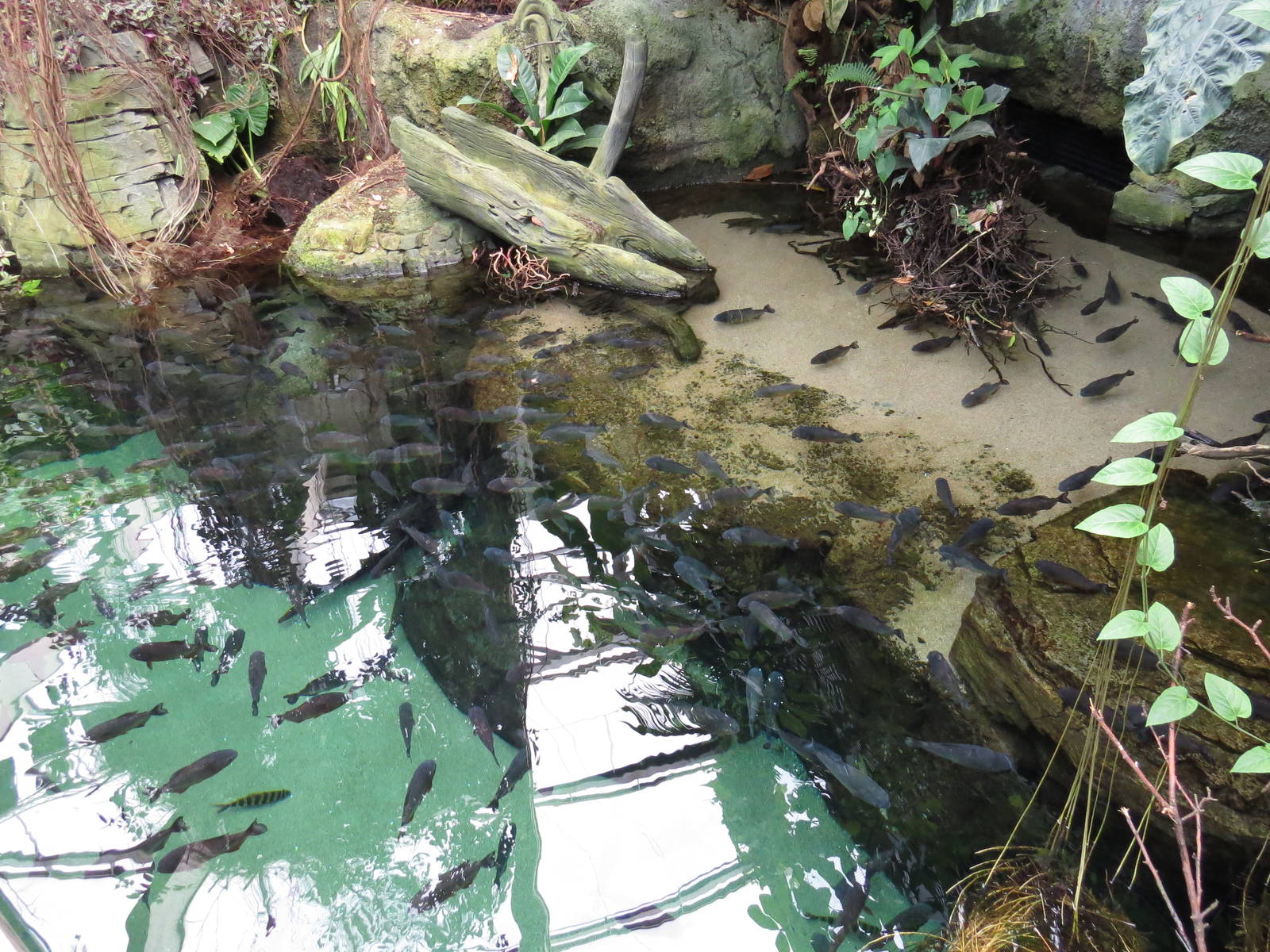 Piranha pool, June 2015.