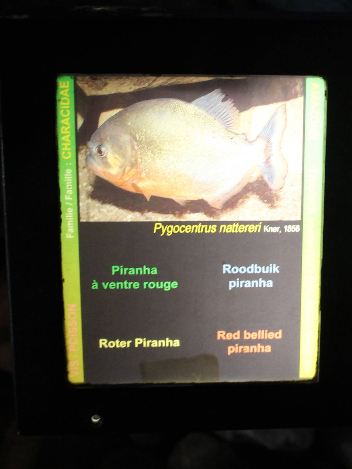 Piranha sign