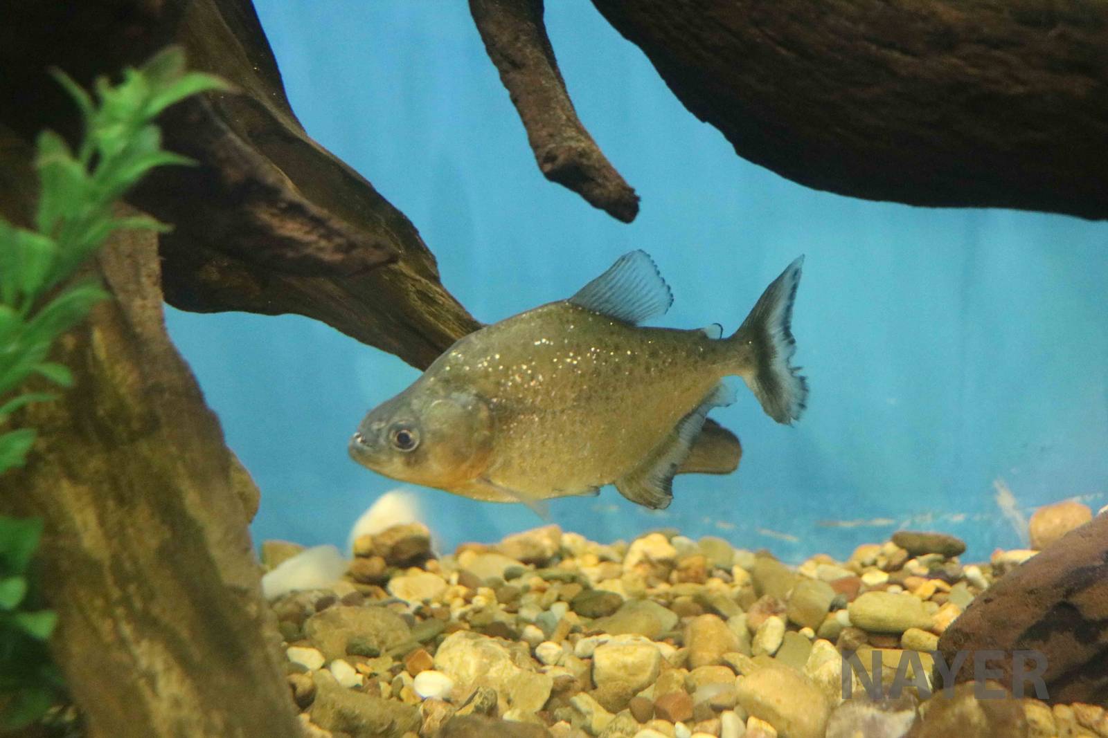 Piranha sp., March 2016