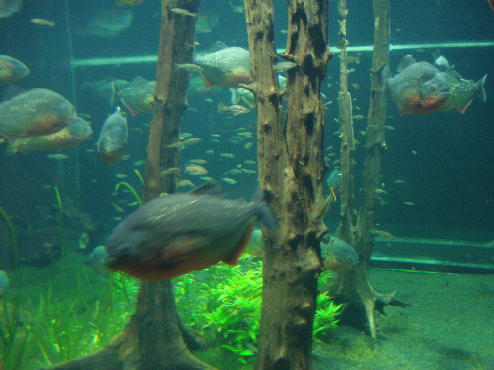 Piranha tank, 02/05/2009