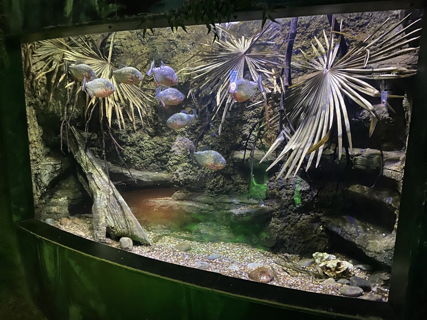 Piranha tank 060125