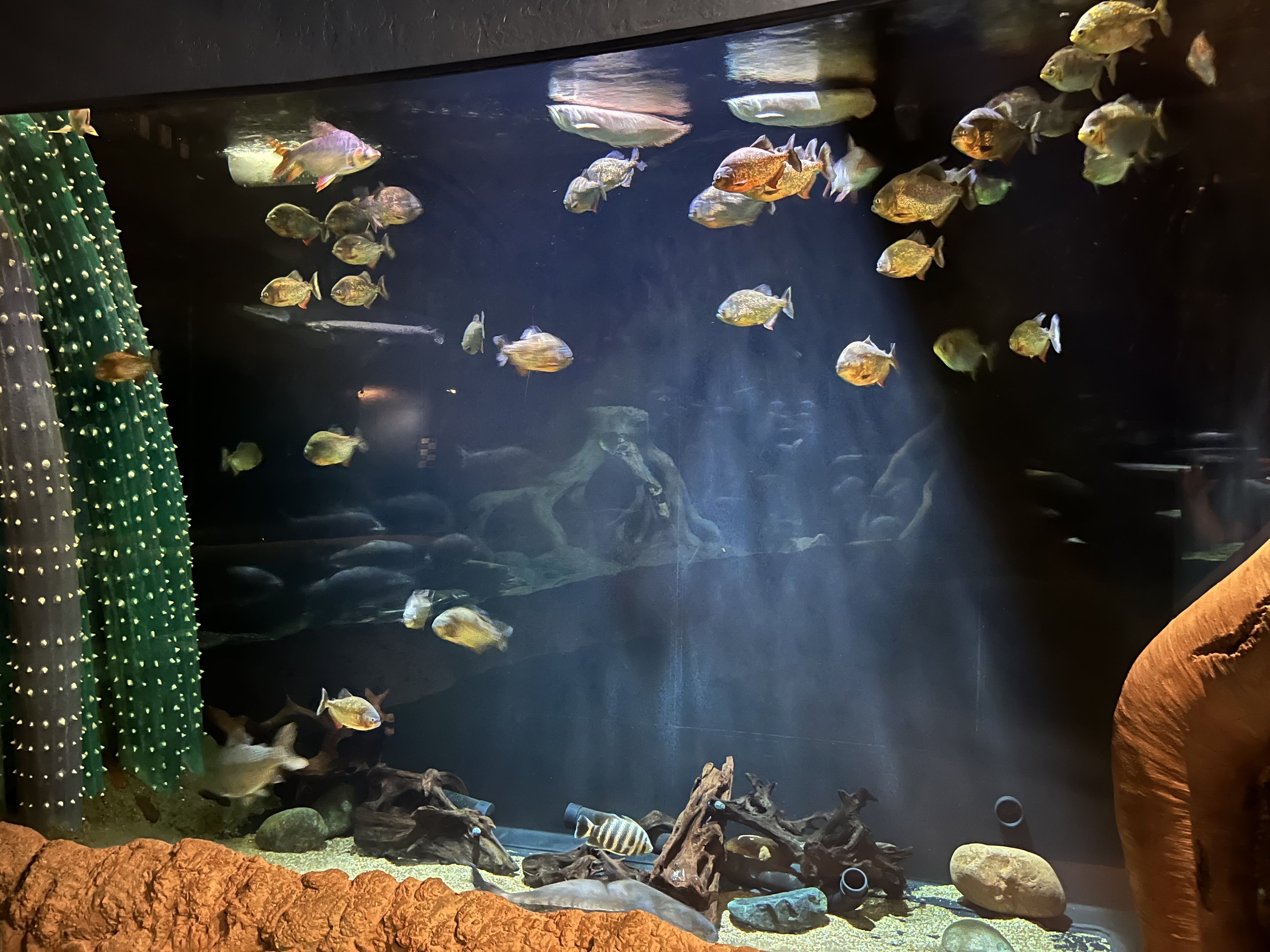 Piranha Tank (10 feet high)