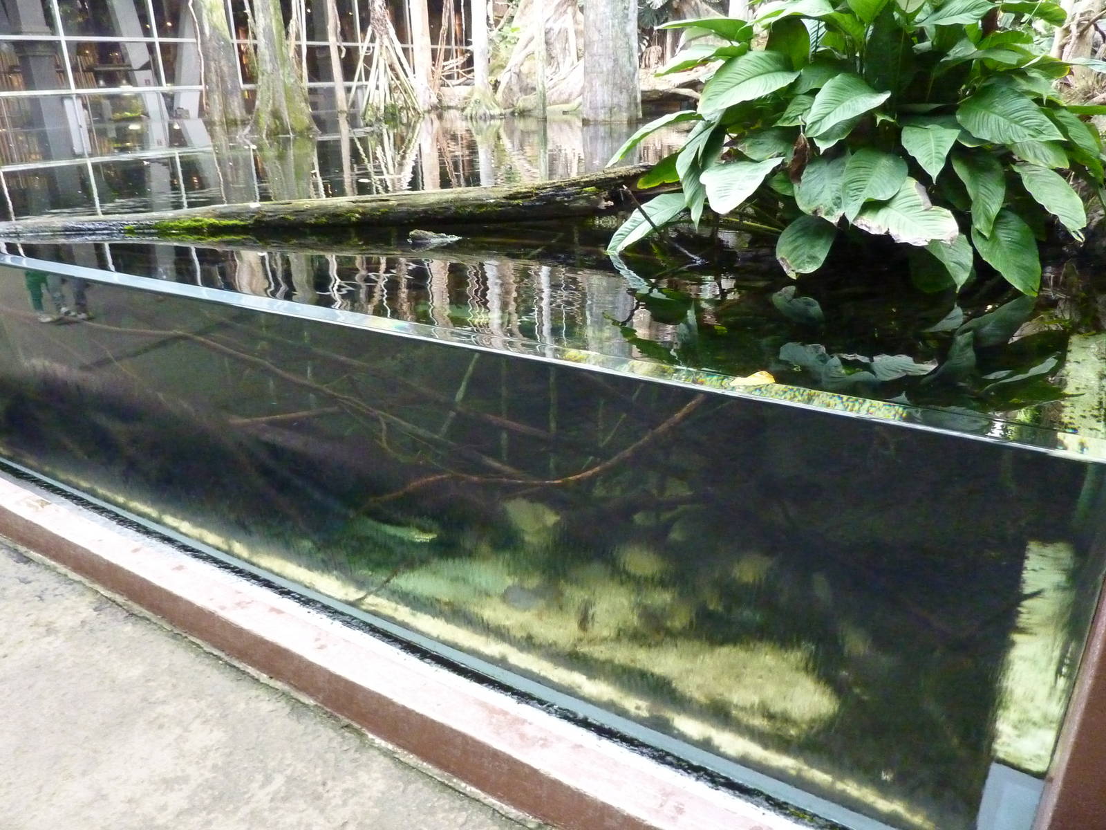 Piranha tank, 7th April 2012.