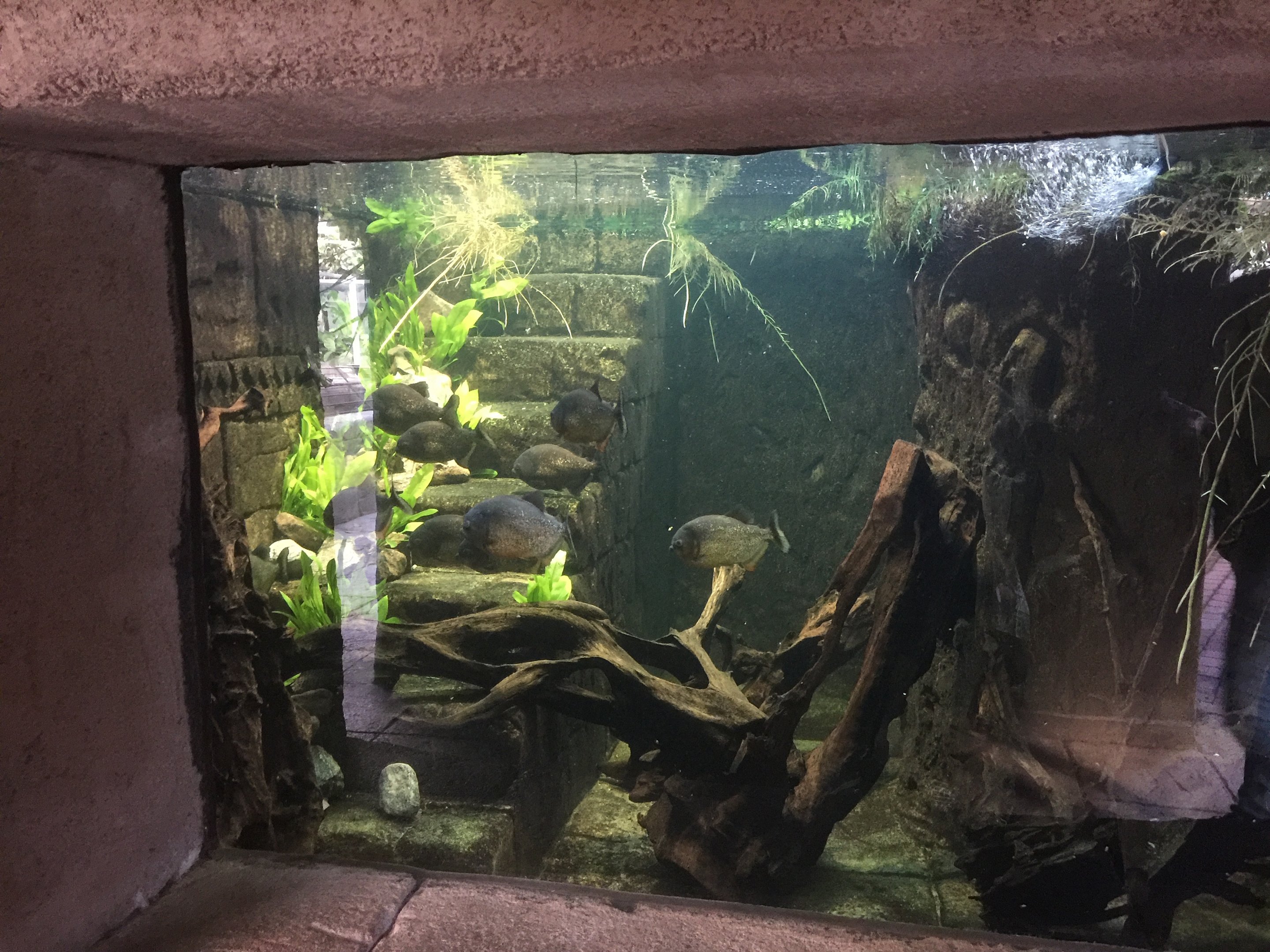 Piranha tank | "AmaZOOnas" Tropical House