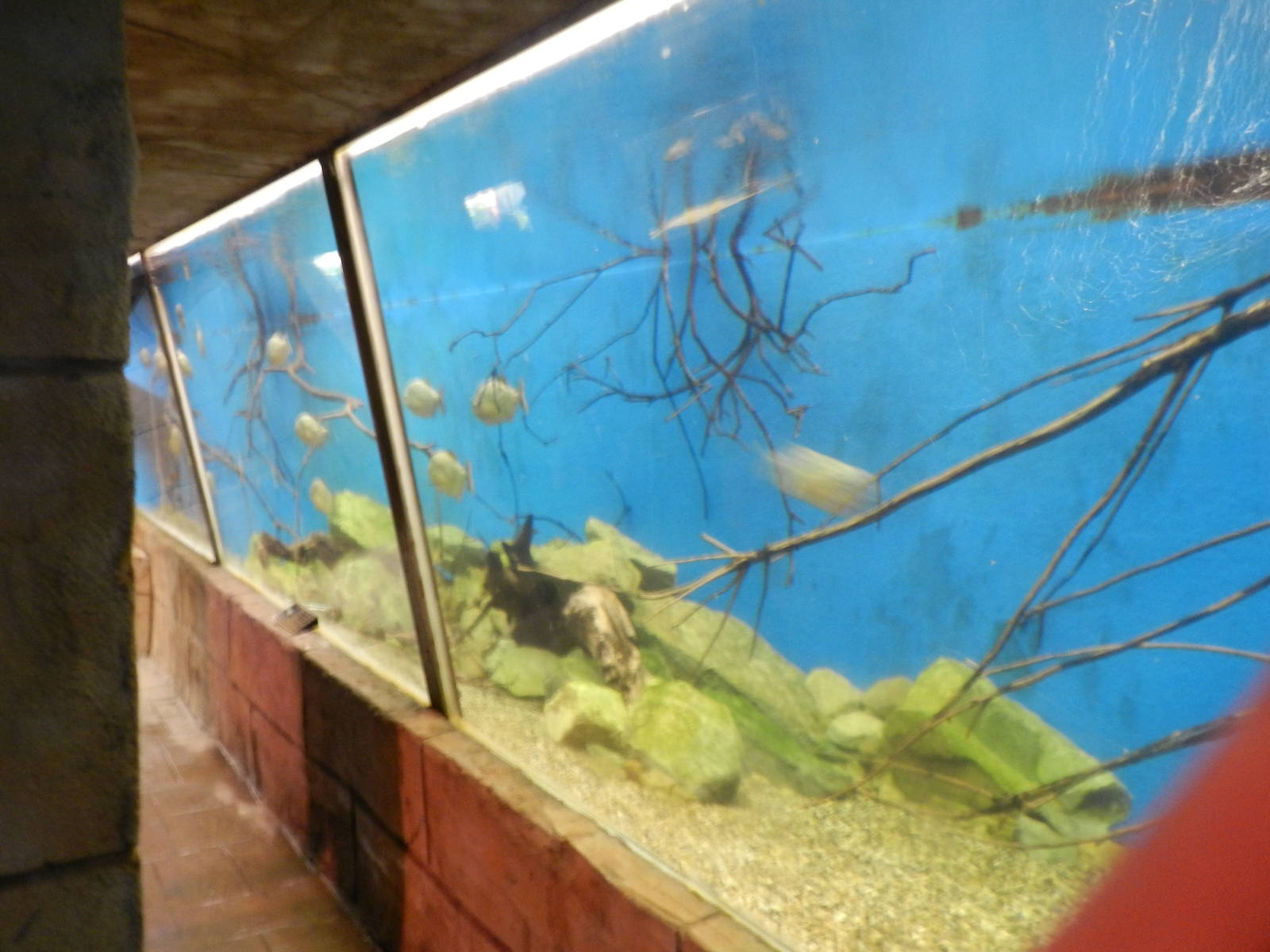 Piranha Tank at Flamingo Land - 14/10/2012