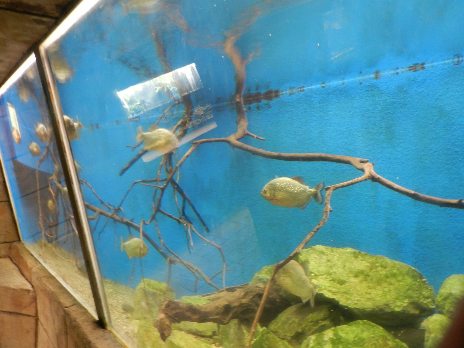 Piranha Tank at Flamingo Land - 14/10/2012