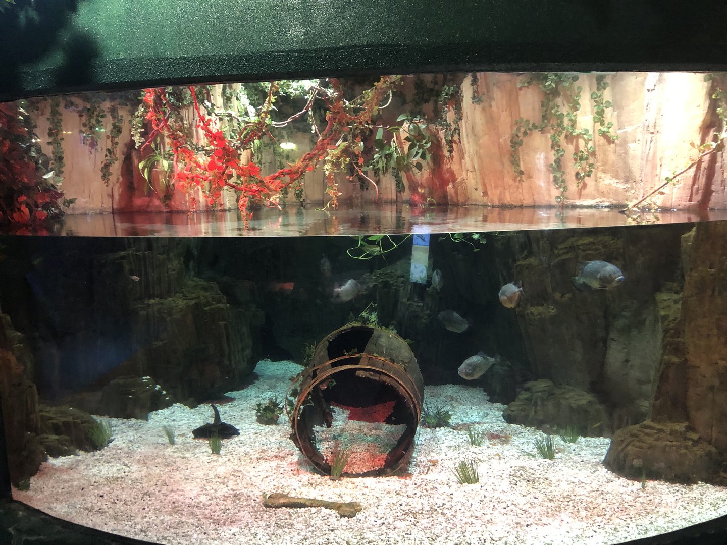 Piranha tank at the Emaar aquarium