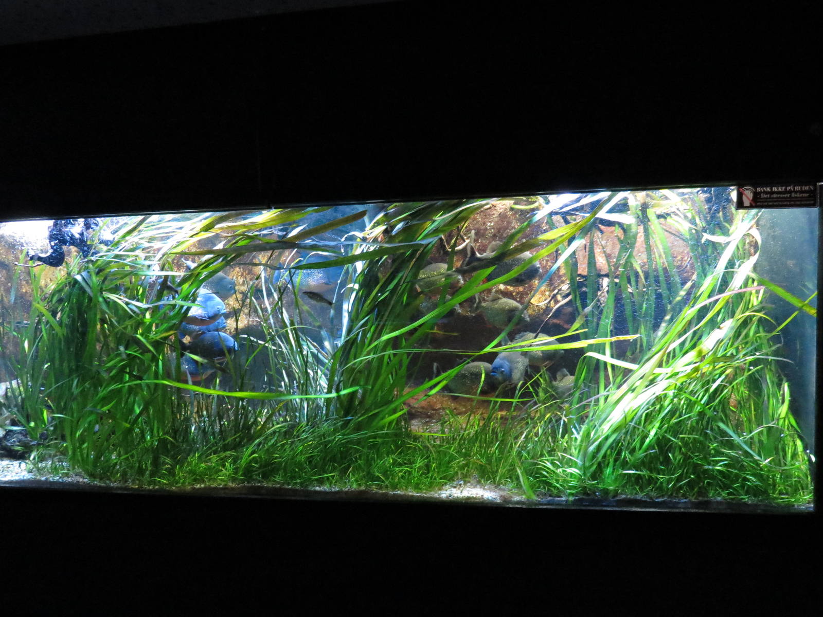 Piranha tank, June 2015.