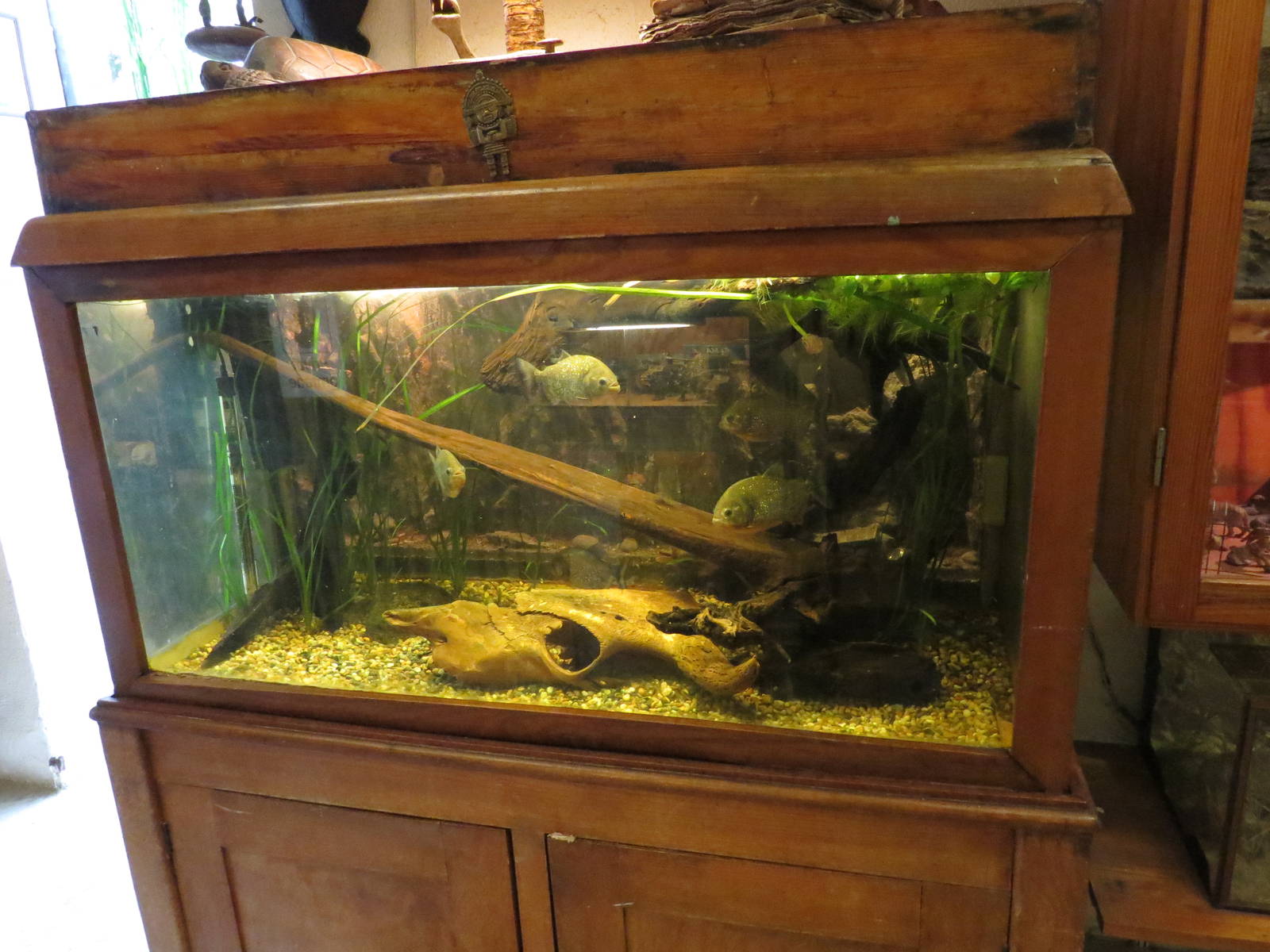 Piranha tank, June 2015