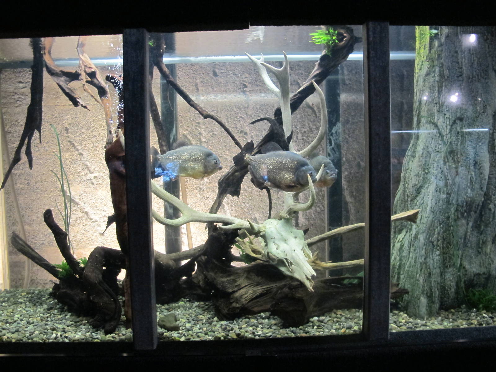 Piranha Tank - Kelly Tarlton's 2012