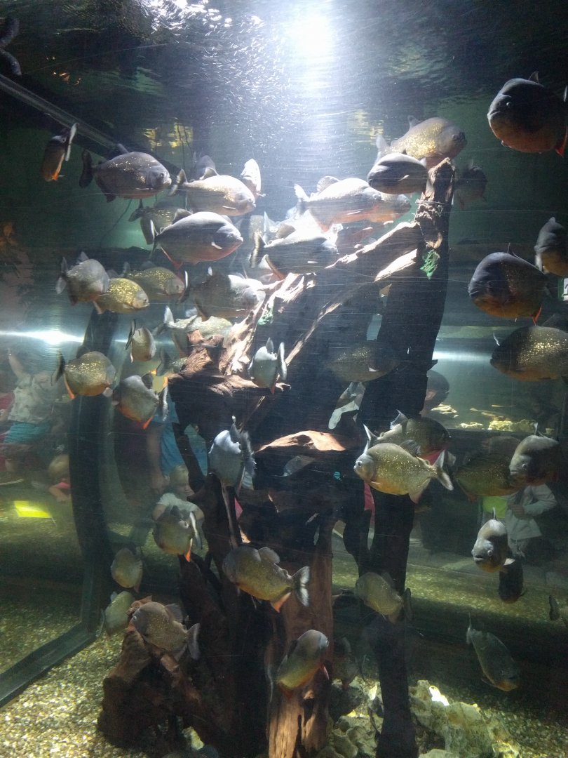 Piranha tank
