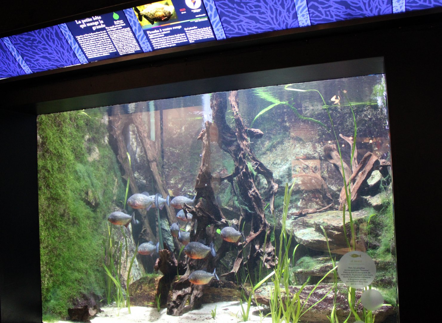 Piranha tank