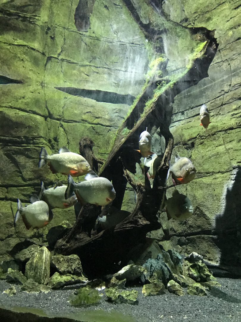 Piranha tank