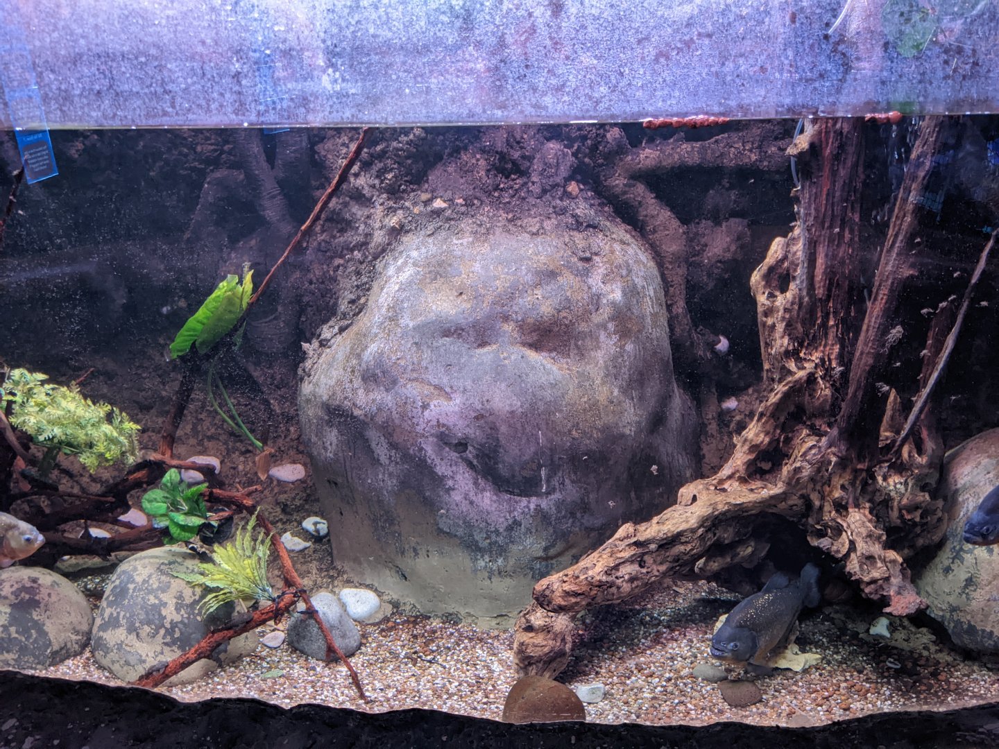 Piranha Tank
