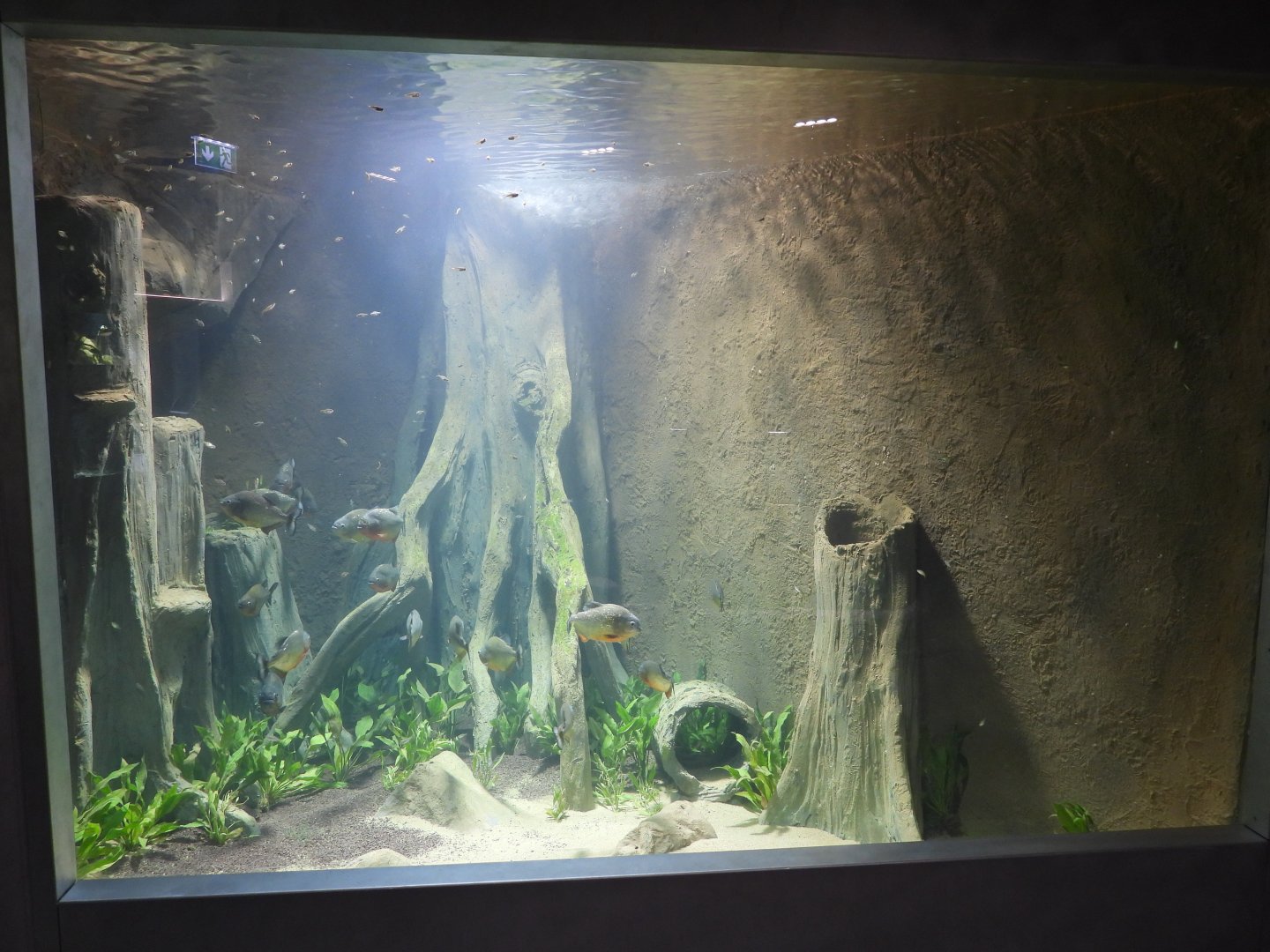 Piranha tank