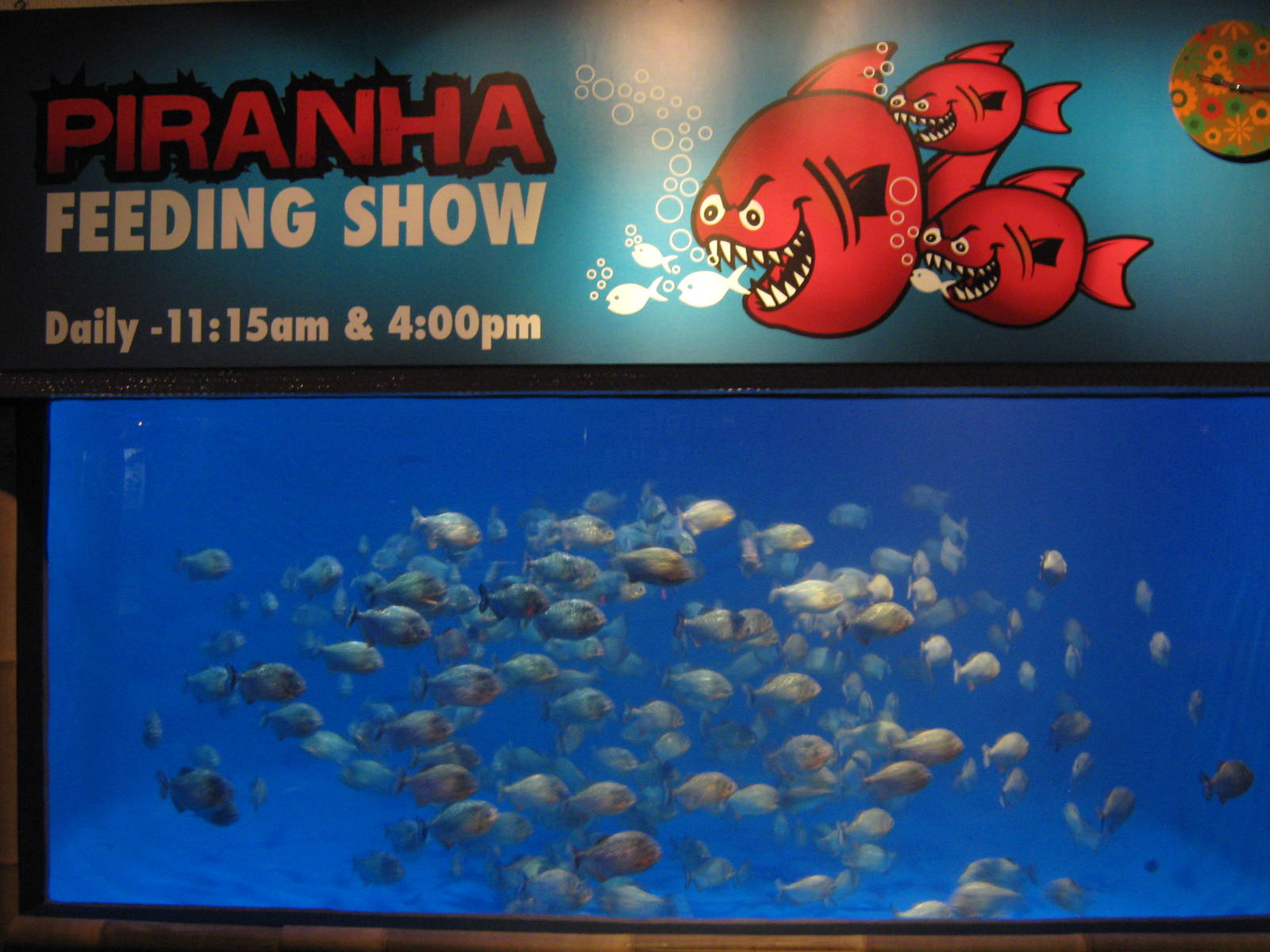 piranha tank