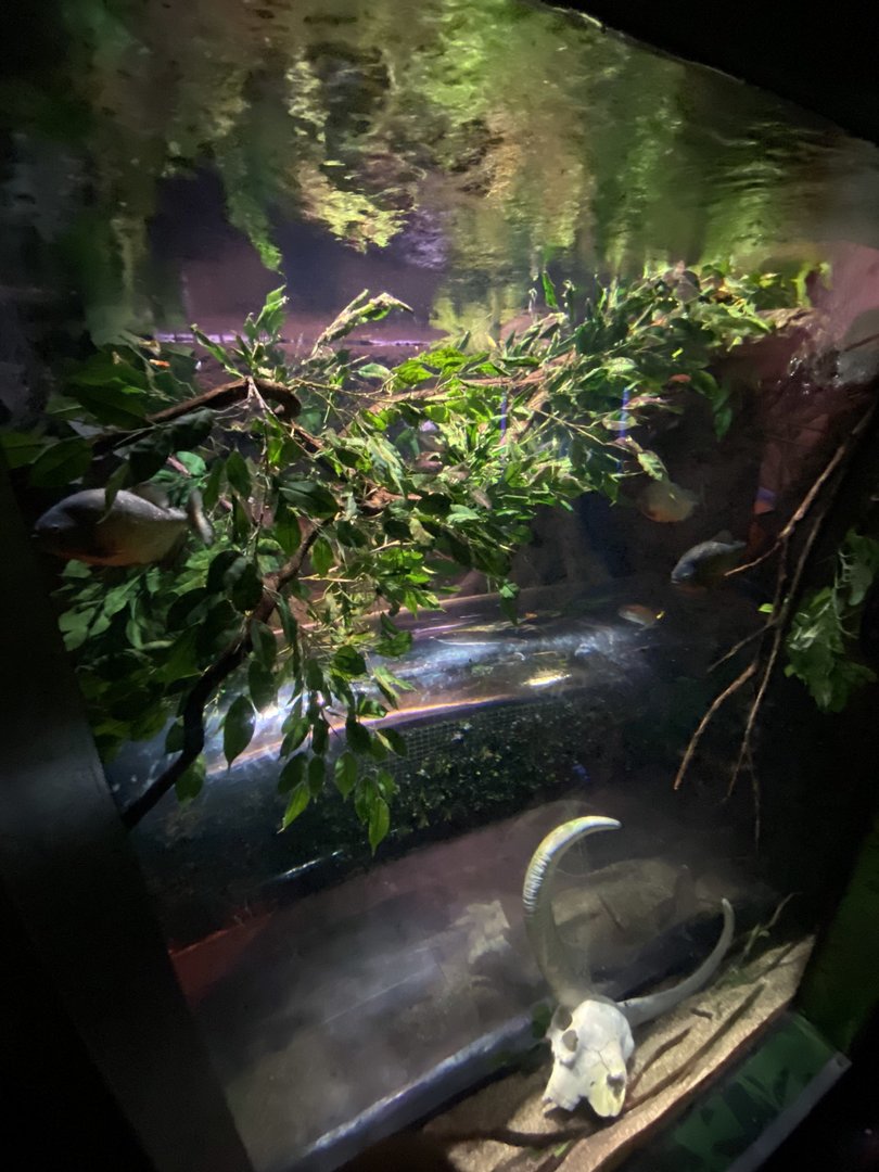 Piranha Tunnel 070123