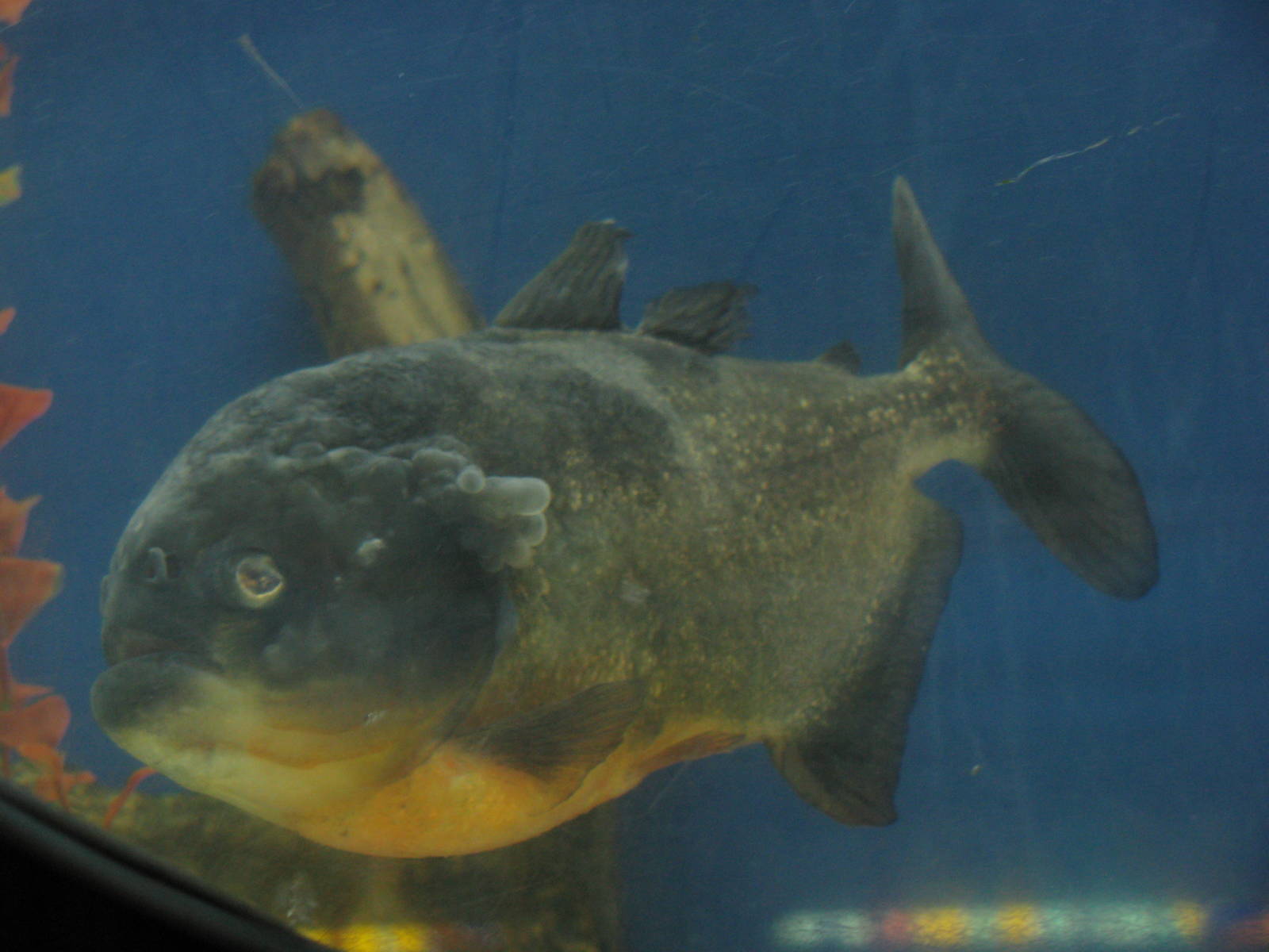 Piranha with disease