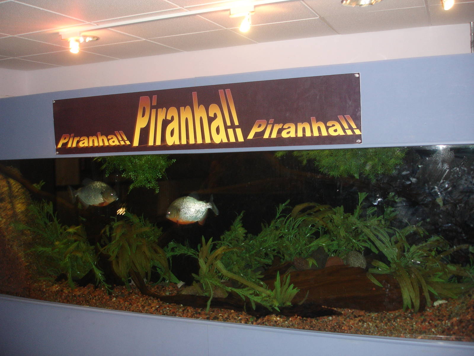 Piranha!!