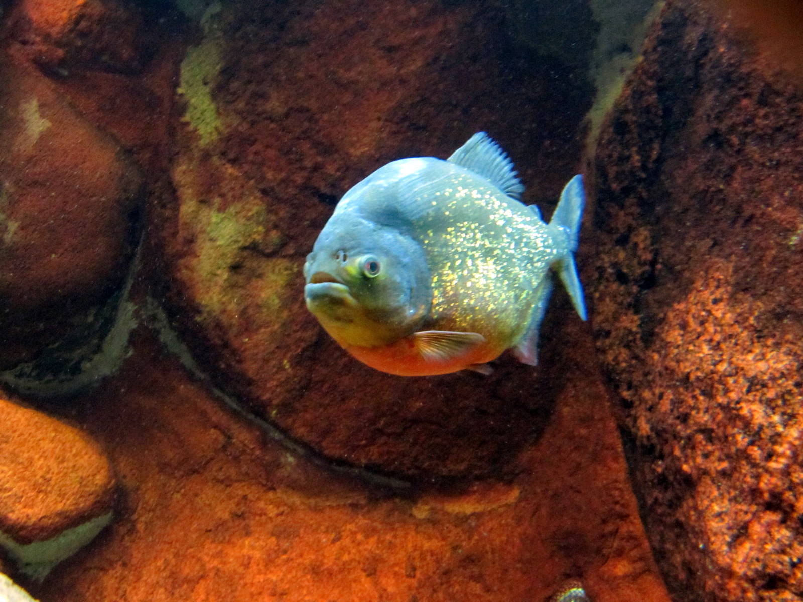 Piranha