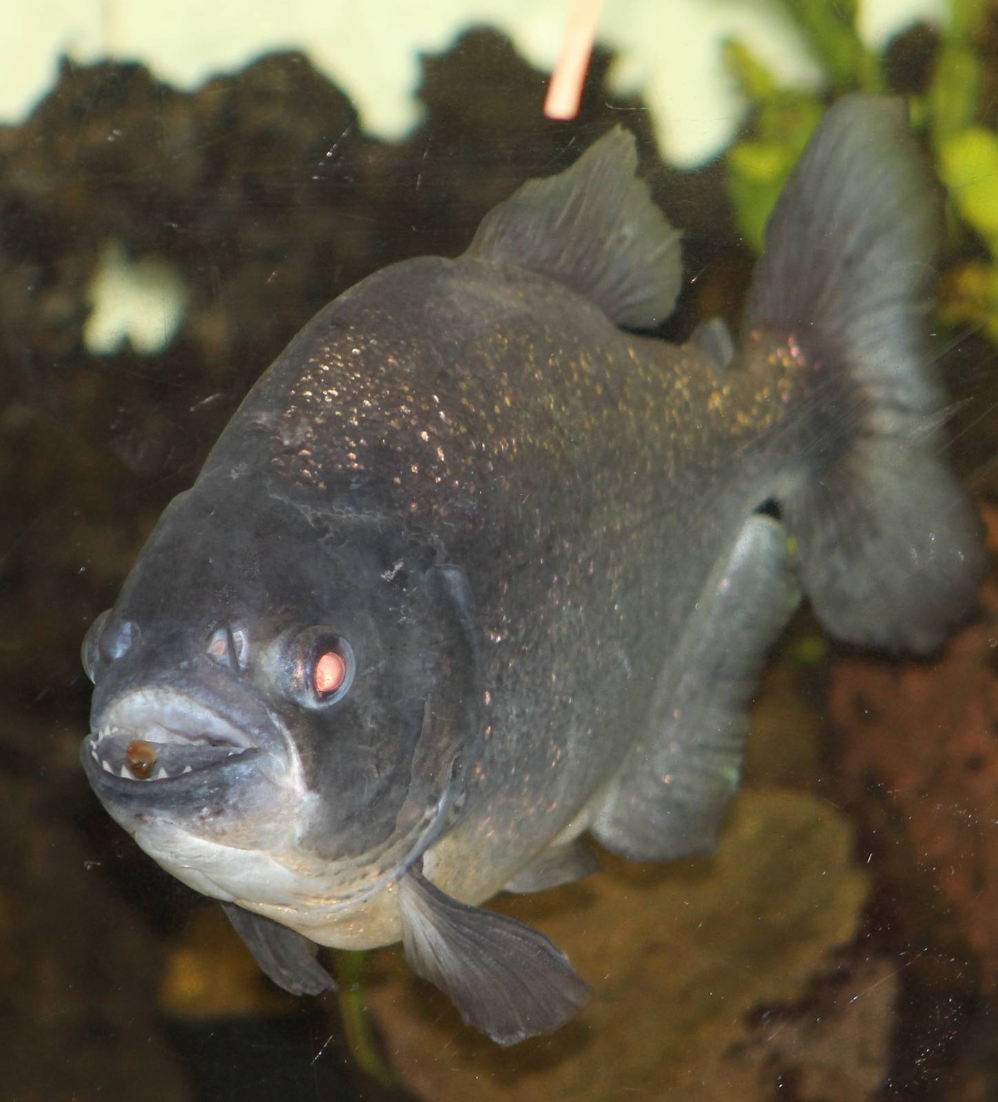 piranha