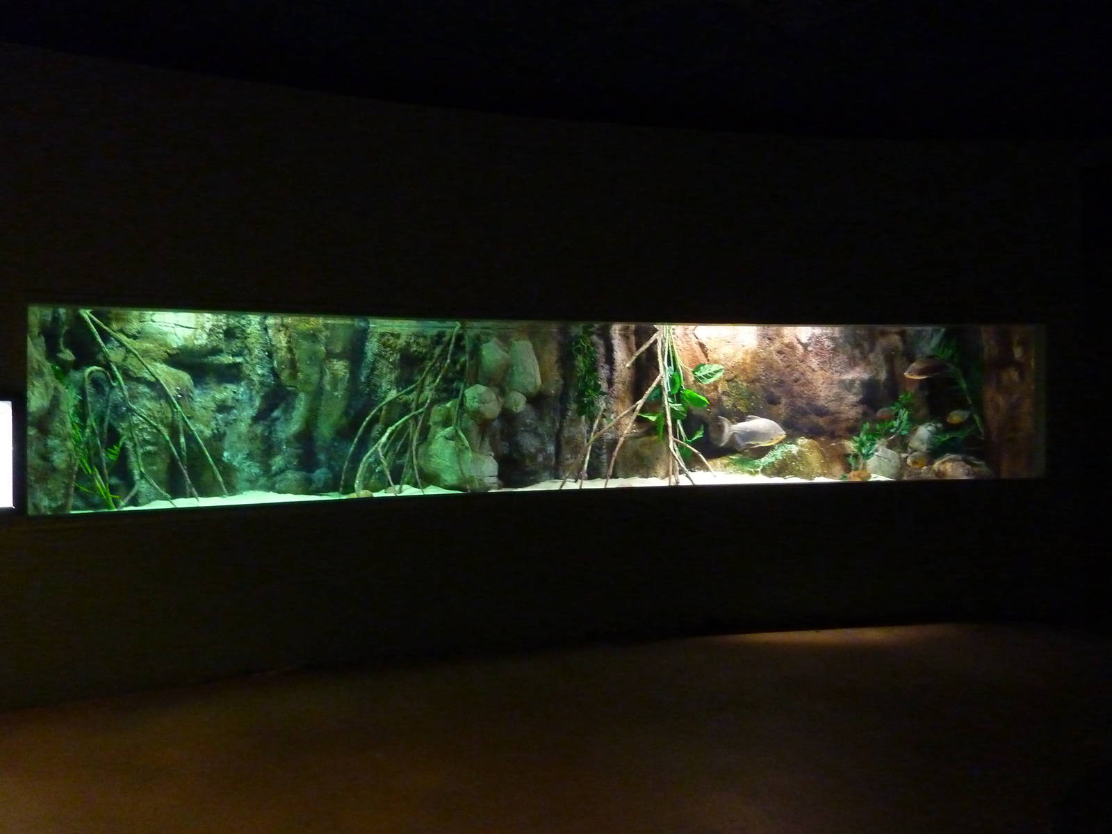 Piranhas, 10th April 2012