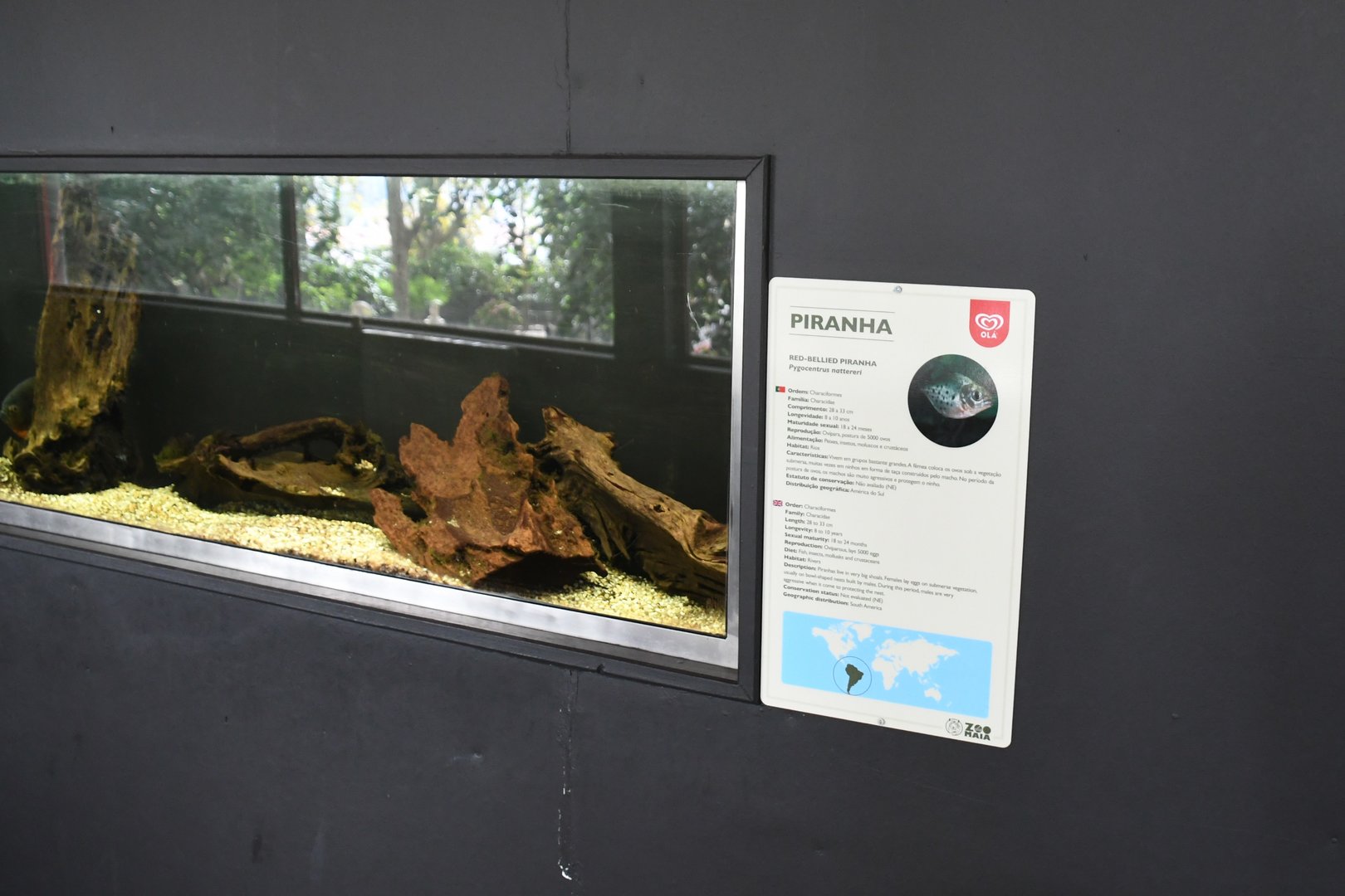 Piranhas tank (Reptile House)