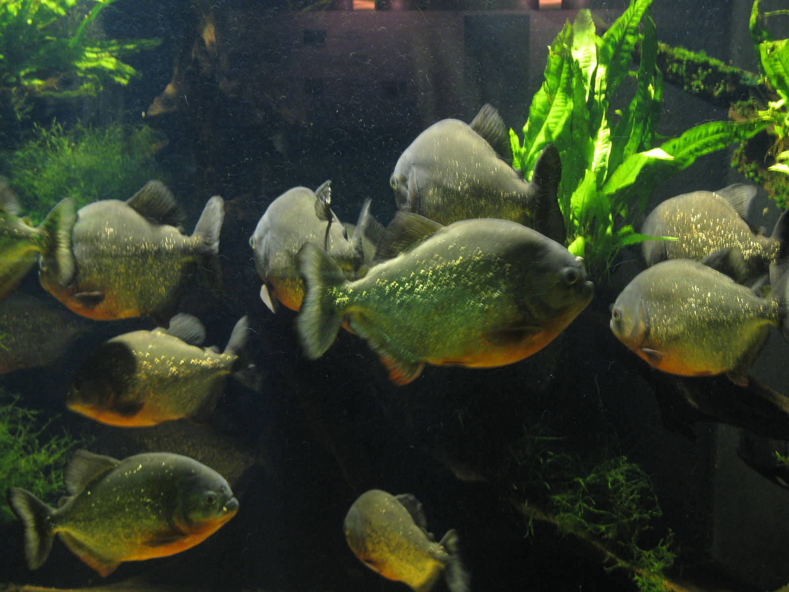 Piranhas
