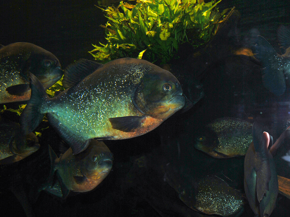 Piranhas