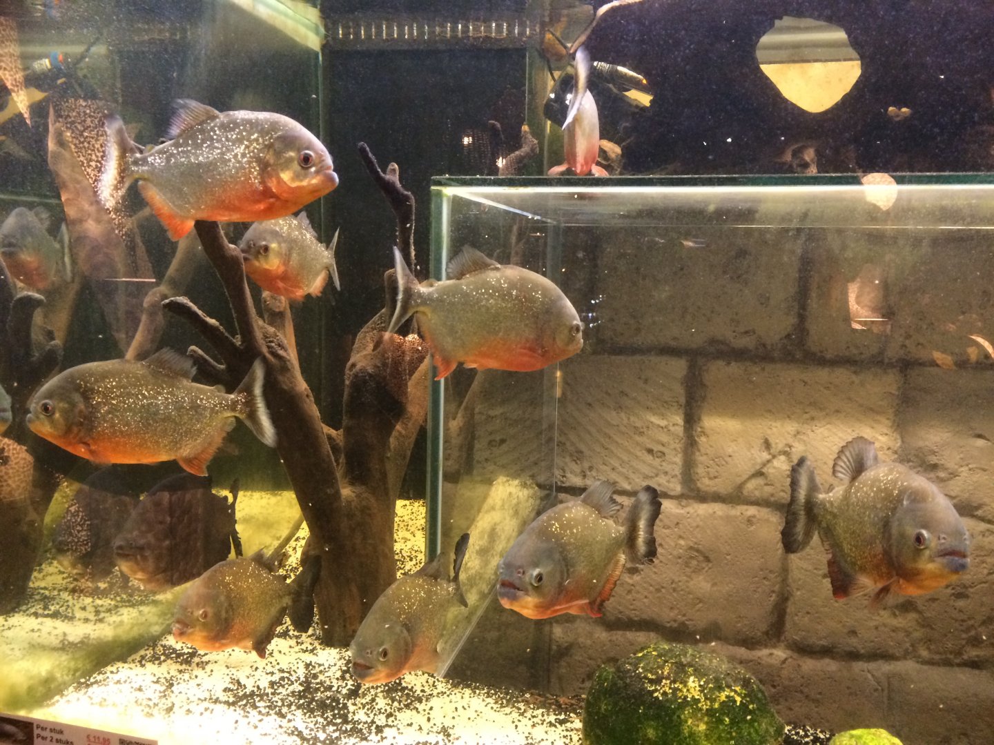 Piranhas