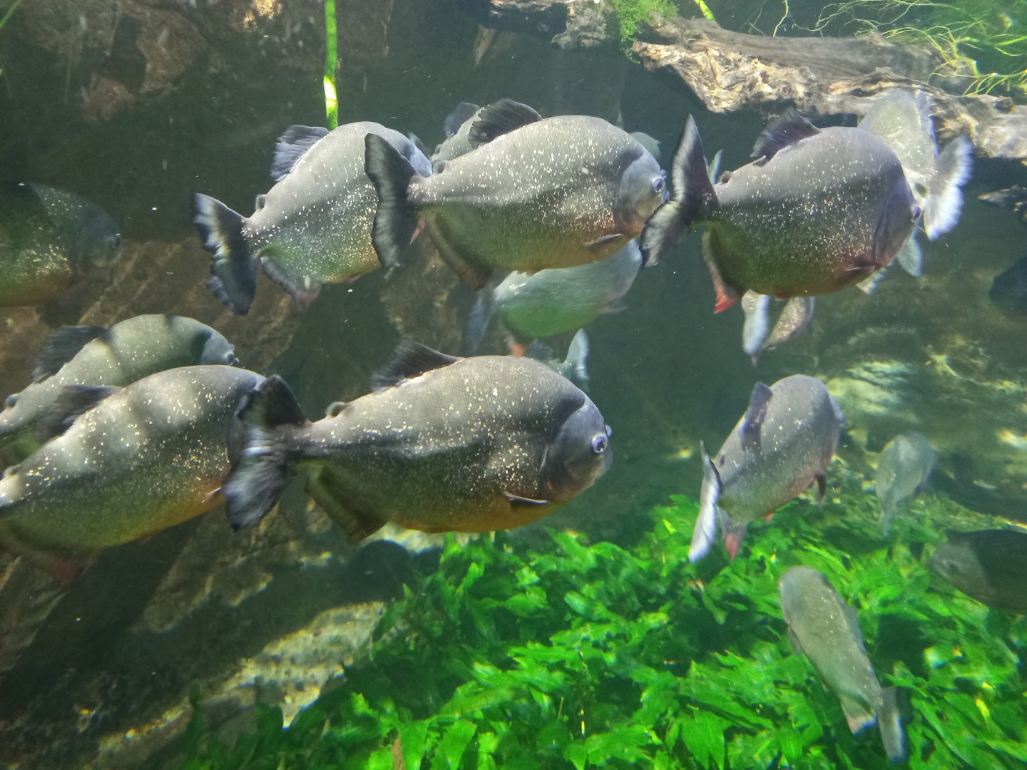 Piranhas