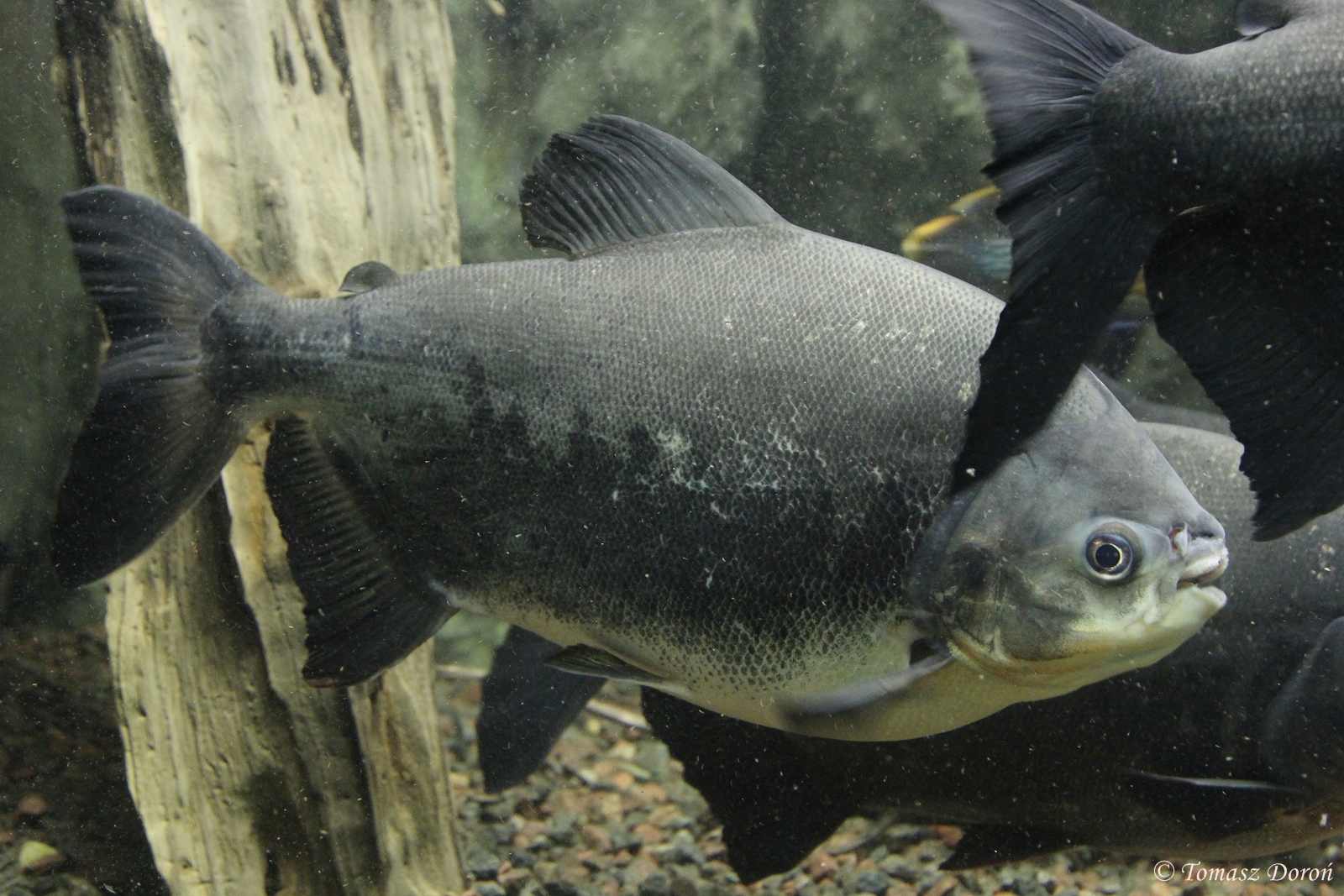 Pirapitinga (Piaractus brachypomus) at Zoo Zamosc, 30. Dezember 2014