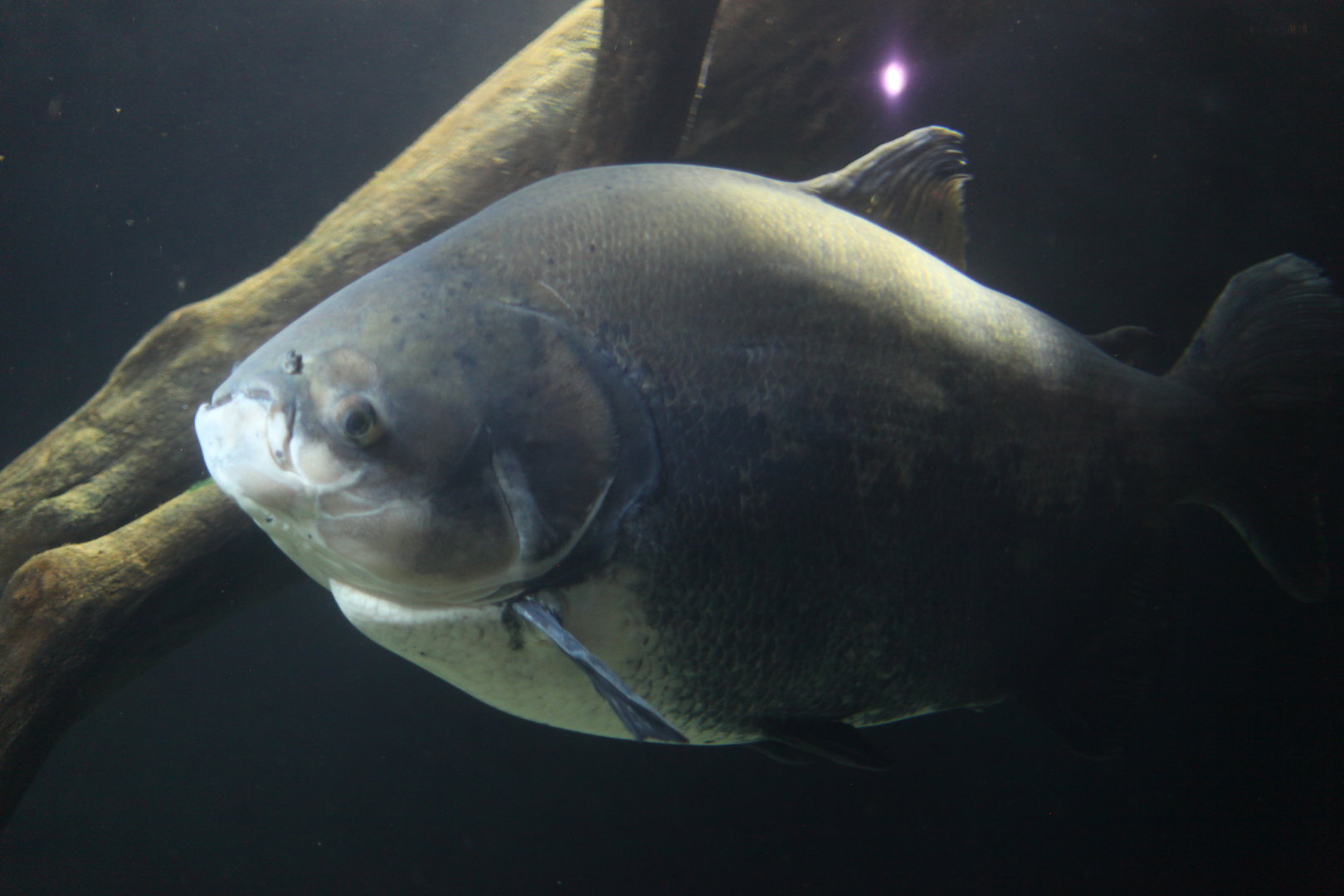 Pirapitinga (Piaractus brachypomus)