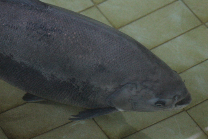 Pirapitinga (Piaractus brachypomus)