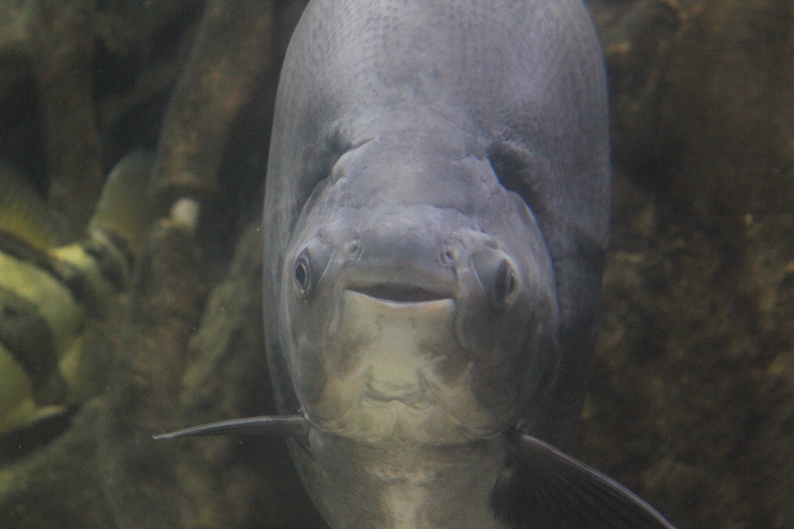 Pirapitinga (Piaractus brachypomus)