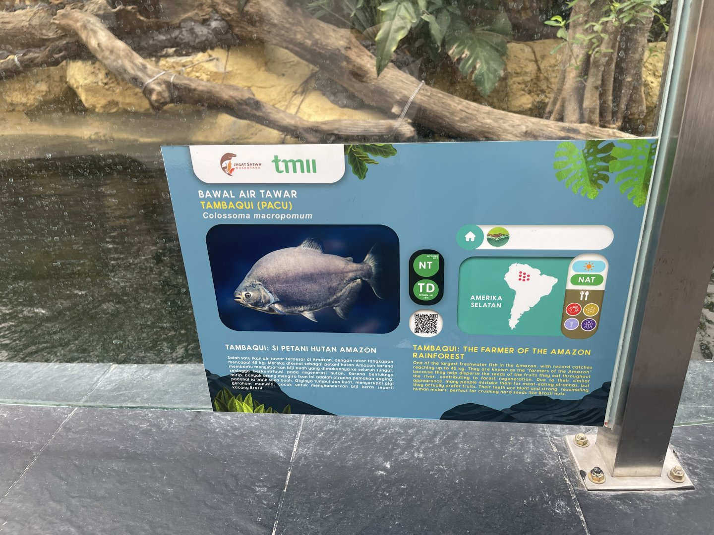 pirapitinga signage - dunia air tawar