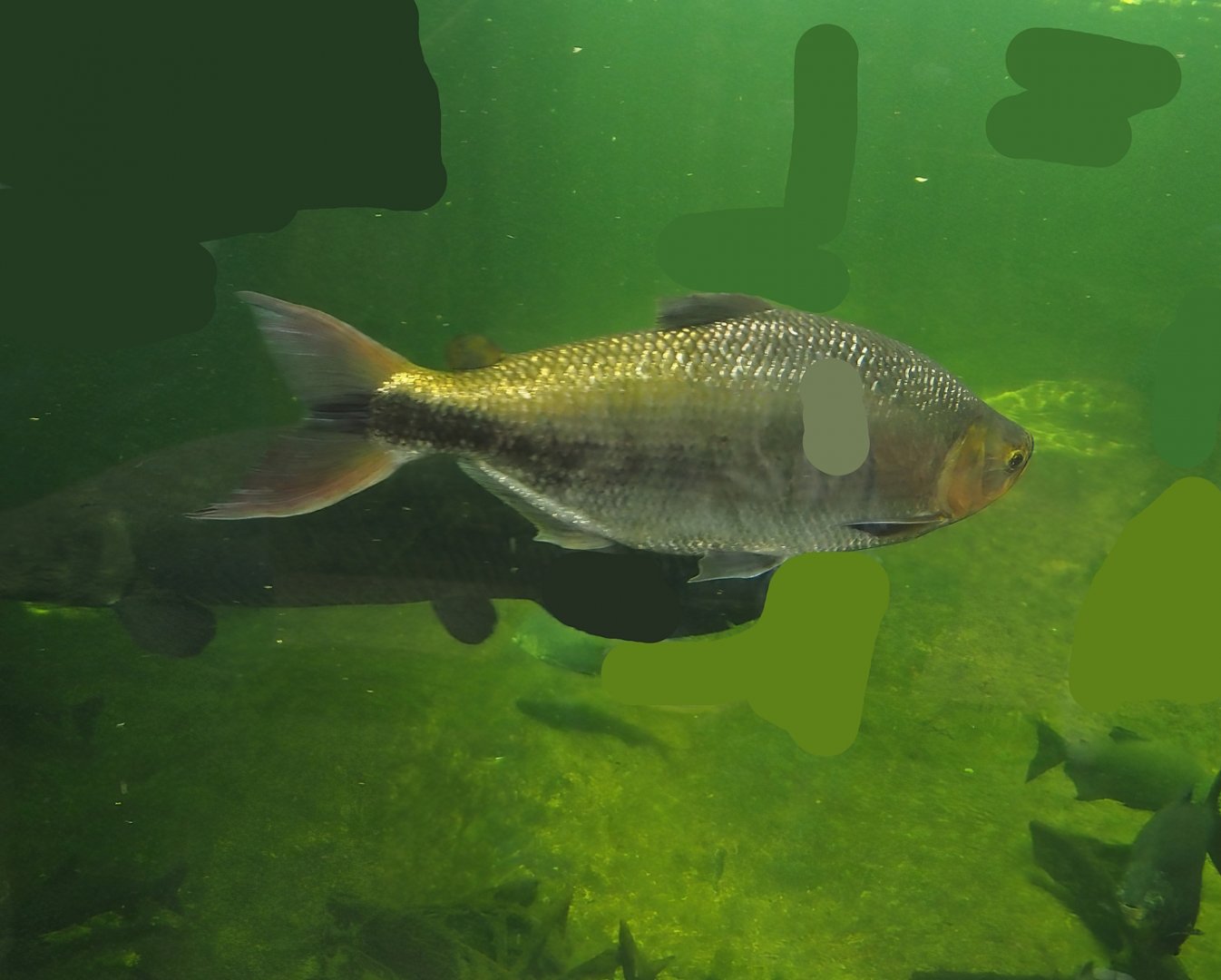 Piraputanga (Brycon hilarii), 2024-06-08