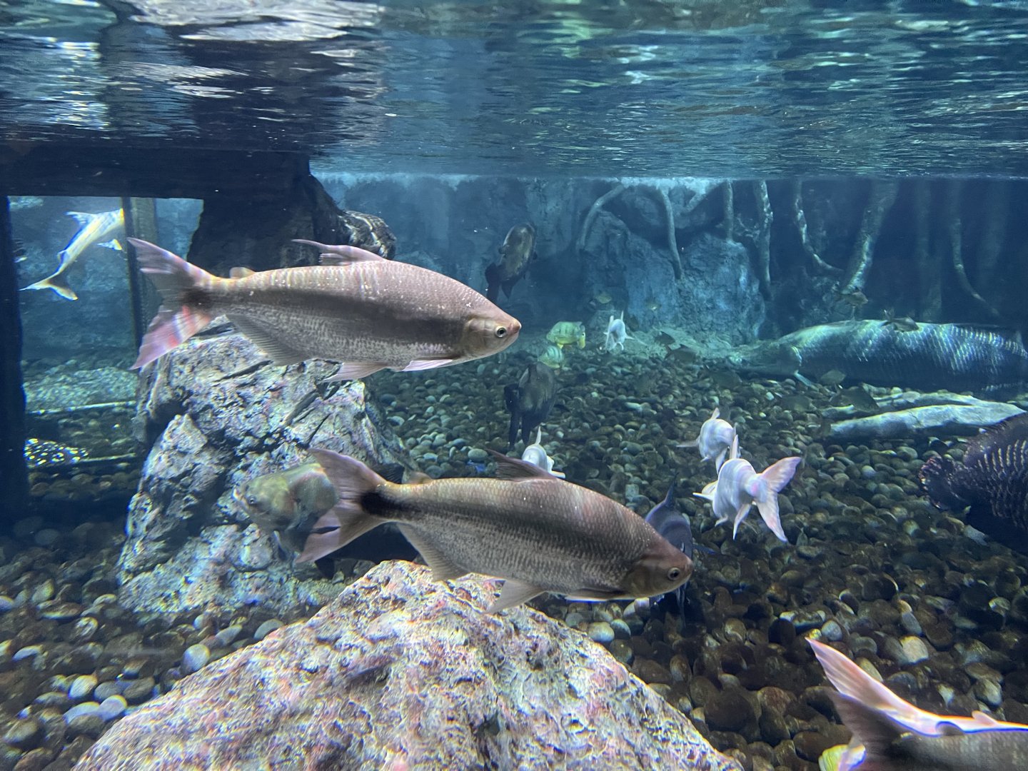 piraputanga (brycon hilarii) - BX Sea