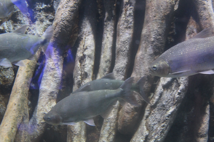 Piraputanga (Brycon hilarii) - BXSea