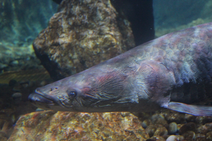 Pirarucu (Arapaima gigas) - BXSea