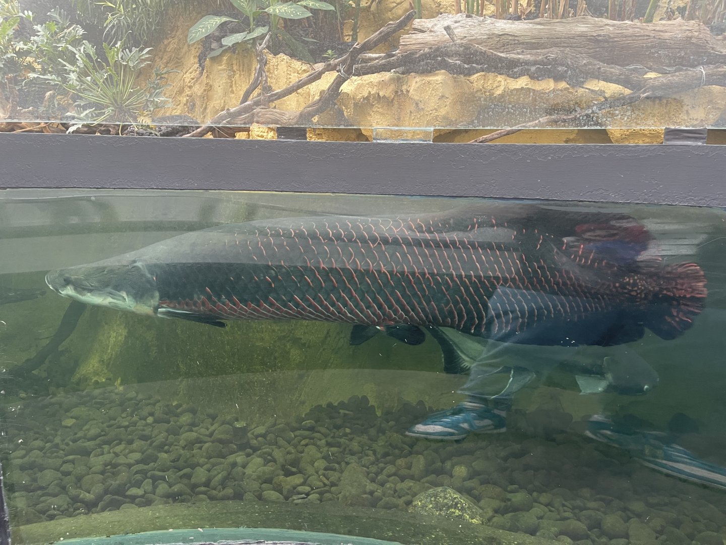 pirarucu (arapaima gigas) - dunia air tawar