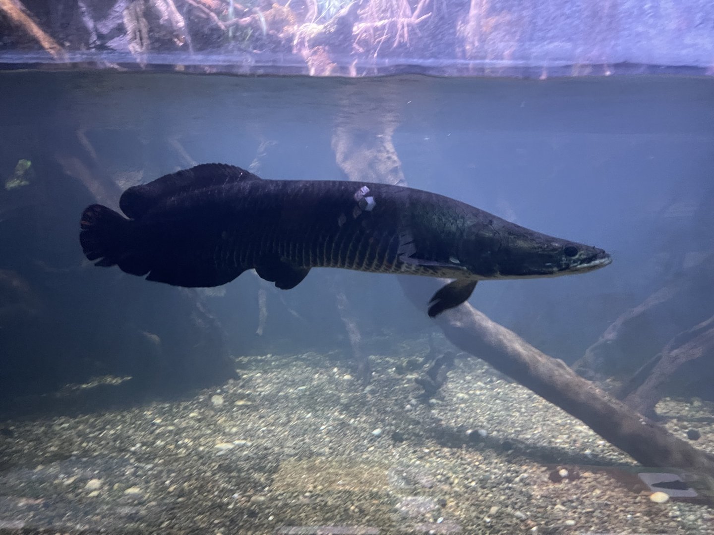 pirarucu (arapaima gigas) - dunia air tawar